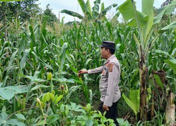 KASIUM POLSEK BP PELIUNG MELAKUKAN GIAT KONTROL PERKEMBANGAN PERTUMBUHAN TANAMAN JAGUNG