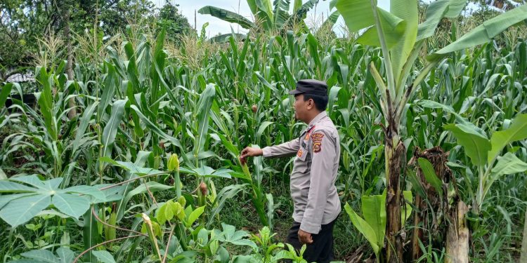 KASIUM POLSEK BP PELIUNG MELAKUKAN GIAT KONTROL PERKEMBANGAN PERTUMBUHAN TANAMAN JAGUNG