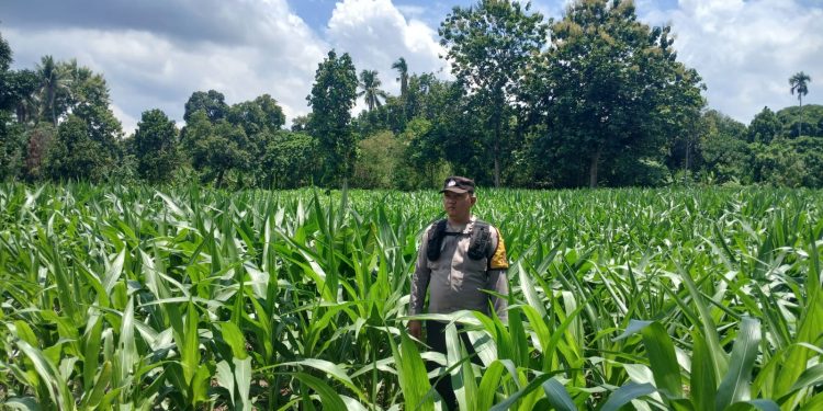 ANGGOTA BHABINKAMTIBMAS POLSEK BP PELIUNG MENDUKUNG PROGRAM PANGAN NASIONAL DENGAN RUTIN MELAKUKAN GIAT KONTROL PERKEMBANGAN PERTUMBUHAN TANAMAN JAGUNG