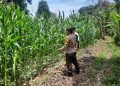 ANGGOTA BHABINKAMTIBMAS POLSEK BP PELIUNG MENDUKUNG PROGRAM PANGAN NASIONAL DENGAN RUTIN MELAKUKAN GIAT KONTROL PERKEMBANGAN PERTUMBUHAN TANAMAN JAGUNG