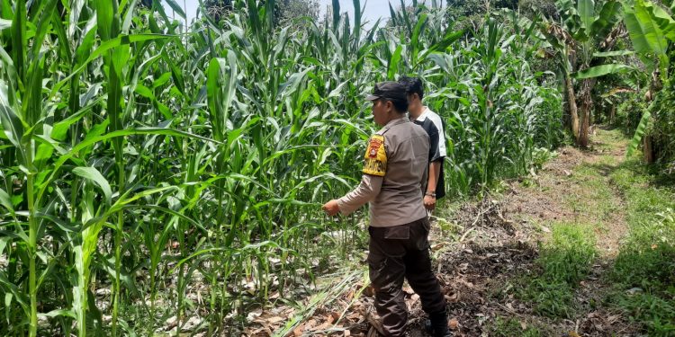 ANGGOTA BHABINKAMTIBMAS POLSEK BP PELIUNG MENDUKUNG PROGRAM PANGAN NASIONAL DENGAN RUTIN MELAKUKAN GIAT KONTROL PERKEMBANGAN PERTUMBUHAN TANAMAN JAGUNG