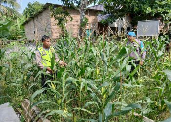 ANGGOTA BHABINKAMTIBMAS POLSEK BP PELIUNG MENDUKUNG PROGRAM PANGAN NASIONAL DENGAN RUTIN MELAKUKAN GIAT KONTROL PERKEMBANGAN PERTUMBUHAN TANAMAN JAGUNG
