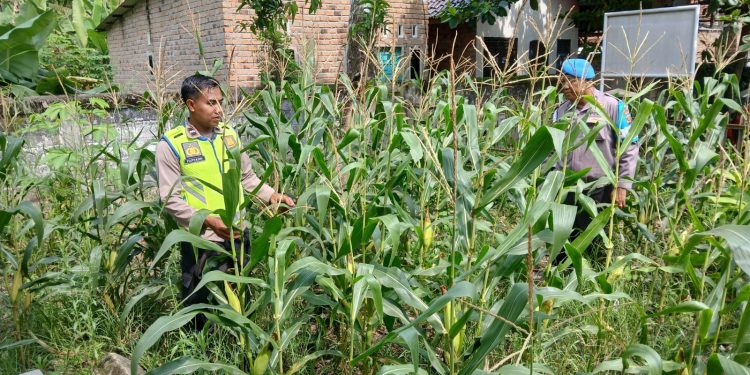 ANGGOTA BHABINKAMTIBMAS POLSEK BP PELIUNG MENDUKUNG PROGRAM PANGAN NASIONAL DENGAN RUTIN MELAKUKAN GIAT KONTROL PERKEMBANGAN PERTUMBUHAN TANAMAN JAGUNG