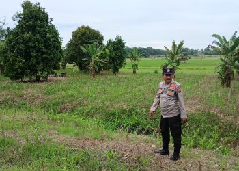 KASIUM POLSEK BP PELIUNG MELAKUKAN GIAT KONTROL PERKEMBANGAN PERTUMBUHAN TANAMAN JAGUNG