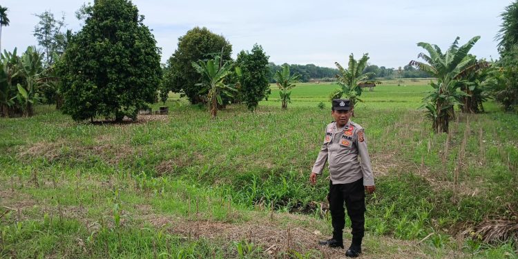 KASIUM POLSEK BP PELIUNG MELAKUKAN GIAT KONTROL PERKEMBANGAN PERTUMBUHAN TANAMAN JAGUNG