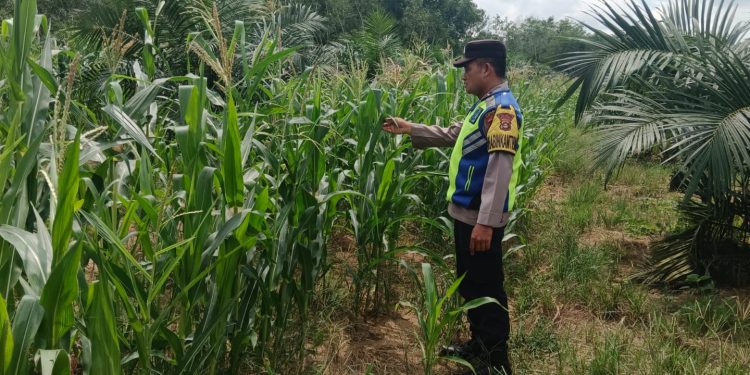 Kapolsek Belitang III Himbau Warga Manfaatkan Lahan Secara Produktif, Dukung Ketahanan Pangan Nasional