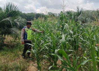 Dukung Ketahanan Pangan, Bhabinkamtibmas Kontrol Lahan Jagung Binaan