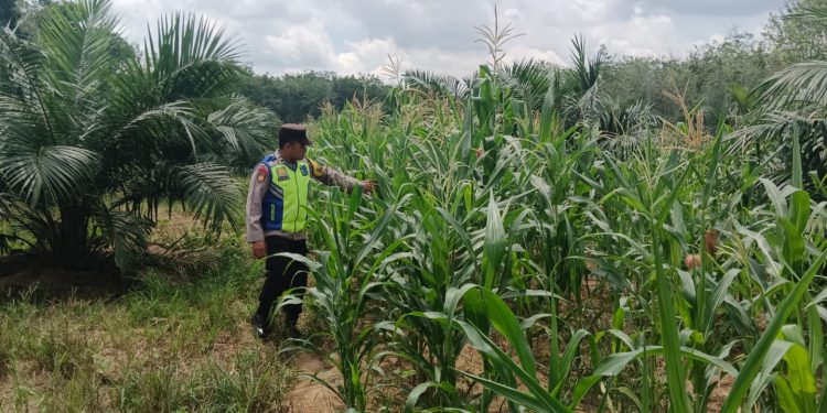 Dukung Ketahanan Pangan, Bhabinkamtibmas Kontrol Lahan Jagung Binaan