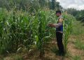 Bhabinkamtibmas Polsek Belitang III cek Tanaman Jagung Dukung Program Ketahanan Pangan