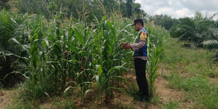 Bhabinkamtibmas Polsek Belitang III cek Tanaman Jagung Dukung Program Ketahanan Pangan