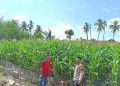 Bhabinkamtibmas Polsek Belitang III cek Tanaman Jagung Dukung Program Ketahanan Pangan