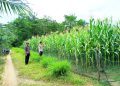KEGIATAN PENGECEKAN TANAMAN JAGUNG DI DESA PANCA TUNGGAL BELITANG JAYA