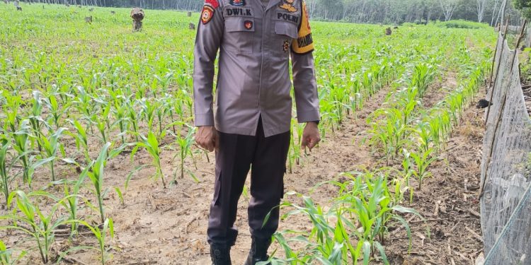 Bhabinkamtibmas Polsek Belitang III Laksanakan pengecekan Jagung 1 desa 1 hektar