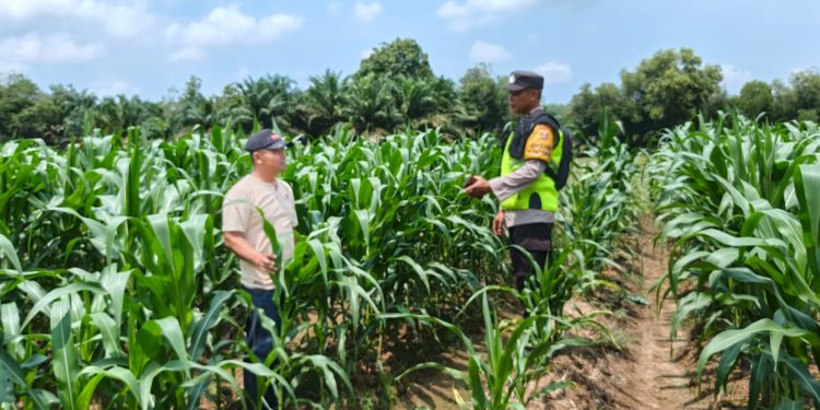 Dukung Ketahanan Pangan Bhabinkamtibmas Polsek Belitang III Laksanakan Pendampingan
