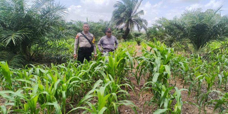 Bhabinkamtibmas Polsek Belitang III terus lakukan Pendampingan dukung ketahanan pangan
