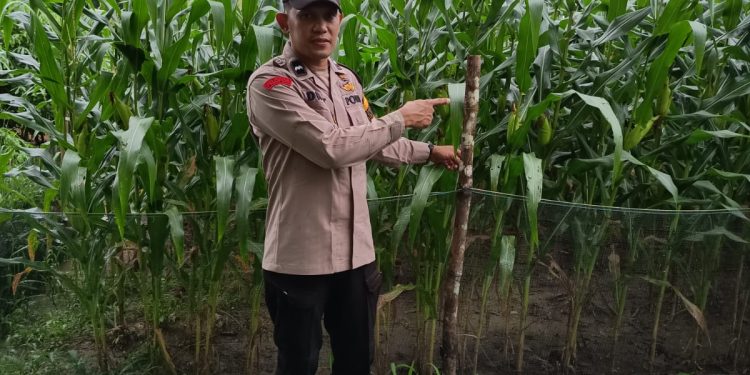 Bhabinkamtibmas Polsek Belitang III cek Tanaman Jagung Dukung Program Ketahanan Pangan